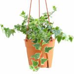 Hedera Helix 'Goldchild' (English Ivy)- Indoor Non-flowering plant