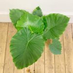 Alocasia Gageana (Dwarf Elephant Ear) - Indoor Non-flowering plant