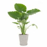 Alocasia Gageana (Dwarf Elephant Ear) - Indoor Non-flowering plant