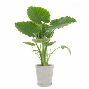 Alocasia Gageana (Dwarf Elephant Ear) - Indoor Non-flowering plant