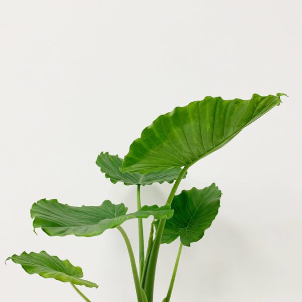 Alocasia Gageana (Dwarf Elephant Ear) - Indoor Non-flowering plant