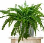 Nephrolepis Exaltata "Boston Fern" Indoor Non-flowering plant