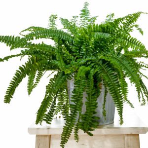 Nephrolepis Exaltata "Boston Fern" Indoor Non-flowering plant