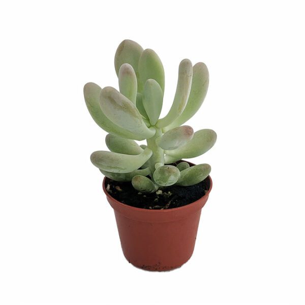 Pachyphytum Oviferum  Sugaralmond Plant  (Moonstone) - Indoor Non-flowering plant