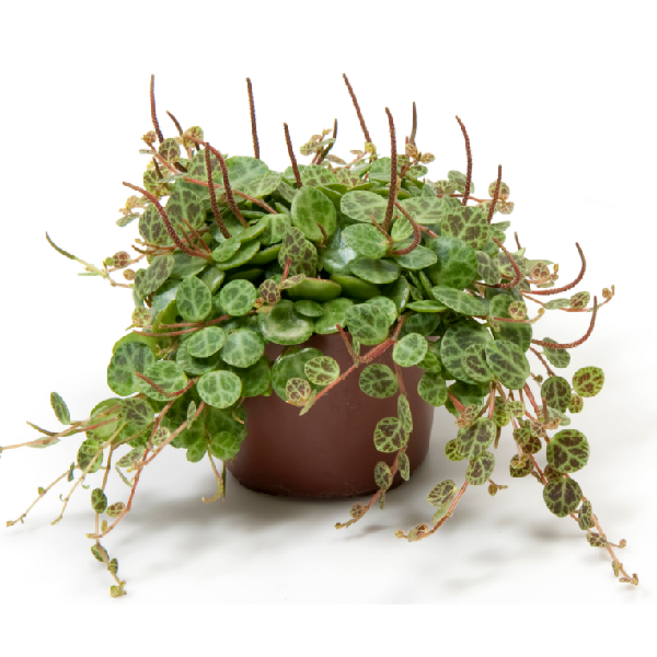 Peperomia Prostrata "String of Turtles" Indoor Non-flowering plant