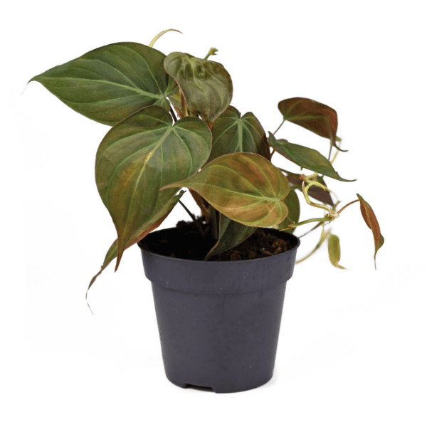 Philodendron Scandens  Micans  (Sweet Heart Plant)  - Indoor Non-flowering plant