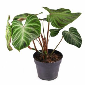 Philodendron (Verrucosum) - Indoor Non-flowering plant