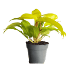 Philodendron "Malay Gold" Indoor Non-flowering plant