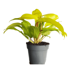 Philodendron "Malay Gold" Indoor Non-flowering plant