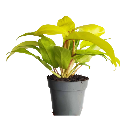 Philodendron "Malay Gold" Indoor Non-flowering plant