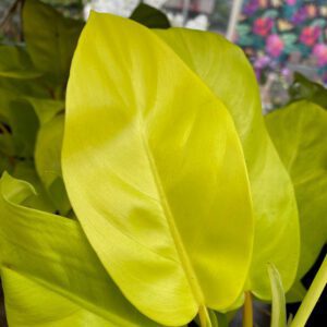 148.philodendron_malaygold_669x669.jpg