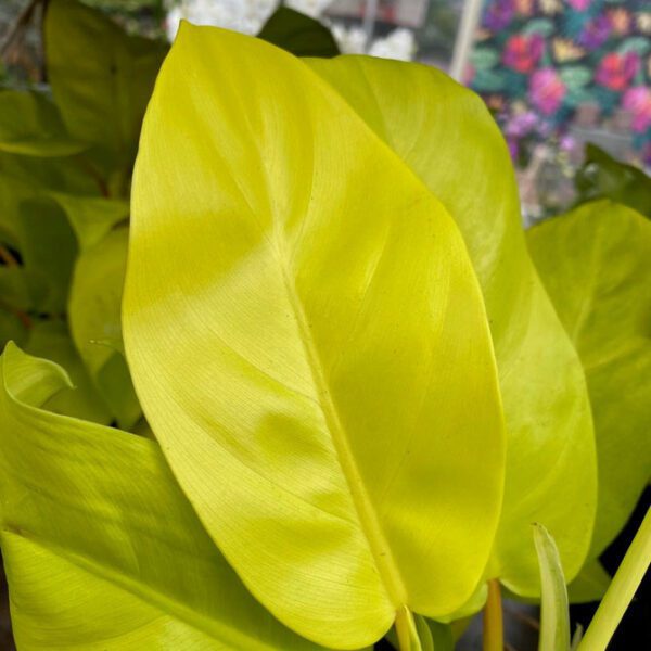 Philodendron "Malay Gold" Indoor Non-flowering plant