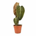 Philodendron Melanochrysum  - Indoor Non-flowering plant