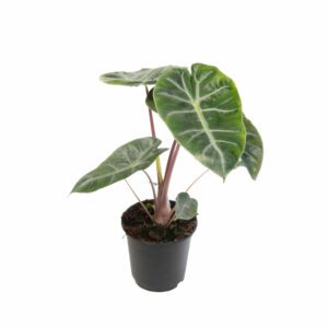 Alocasia (Pink Dragon) - Indoor Non-flowering plant