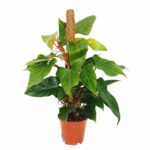 Philodendron (Red Emerald) - Indoor Non-flowering plant