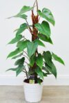 Philodendron (Red Emerald) - Indoor Non-flowering plant