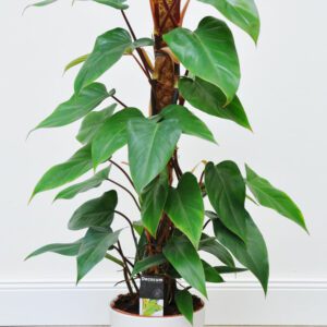 151.philodendron_redemerald_669x1006.jpg