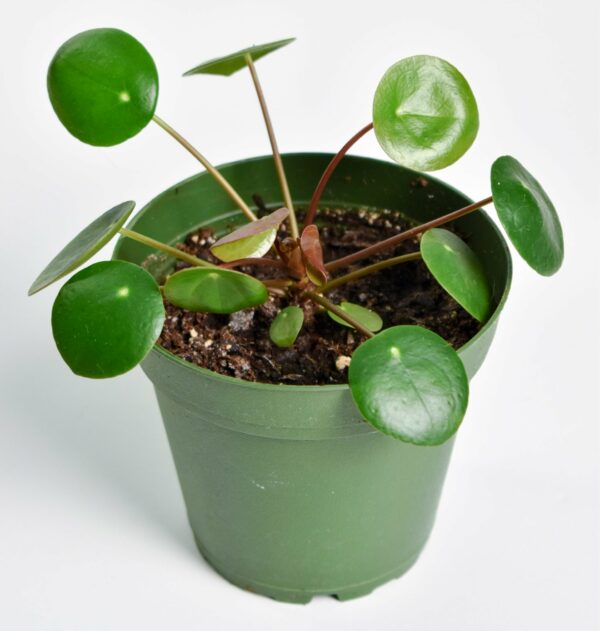 Pilea Peperomoides "Chinese Money Plant" Indoor Non-flowering plant