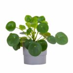 Pilea Peperomoides "Chinese Money Plant" Indoor Non-flowering plant