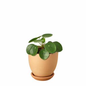 Pilea Peperomoides Mini  Chinese Money Plant  - Indoor Non-flowering plant