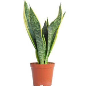 Sansevieria Superba  Snake Plant  (Mother-in-Law's Tongue) Indoor Non-flowering plant