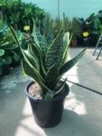 Sansevieria Superba  Snake Plant  (Mother-in-Law's Tongue) Indoor Non-flowering plant