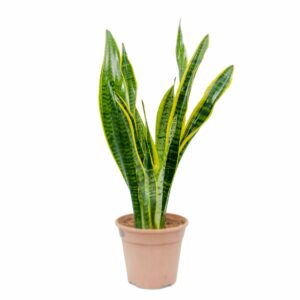 Sansevieria Trifasciata "Snake Plant" (Mother-in-Law's Tongue) Indoor Non-flowering plant