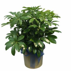 Schefflera Actinophylla (Umbrella Tree) - Indoor Non-flowering plant