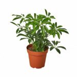 Schefflera Arboricola  Dwarf Umbrella Tree  (Gold Capella)  - Indoor Non-flowering plant