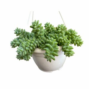 Sedum Burrito  Donkey's Tail  Indoor Non-flowering plant