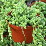 Senecio Herreianus (String of Tears)  - Indoor Non-flowering plant