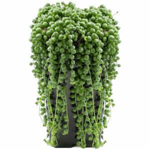 Senecio Rowleyanus "String of Pearls"  Indoor Non-flowering plant