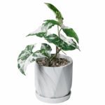 Syngonium Albo Variegata (Variegated Arrowhead Vine)  - Indoor Non-flowering plant