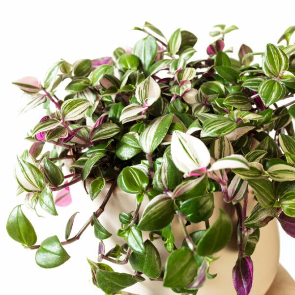 Tradescantia Quadricolor - Indoor Non-flowering plant