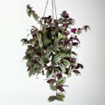 Tradescantia Zebrina Indoor Non-flowering plant