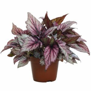 Begonia Blad Rex (Painted Leaf Begonia) Indoor Non-flowering plant