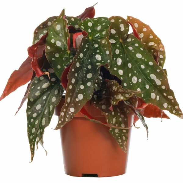 Begonia Maculata 'Wightii' (Angel Winged Cane) - Indoor Non-flowering plant