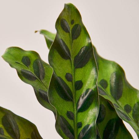 Calathea Lancifolia (Rattlesnake Plant) Indoor Non-flowering plant