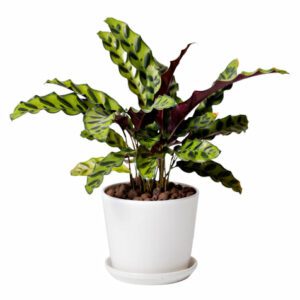 Calathea Lancifolia (Rattlesnake Plant) Indoor Non-flowering plant