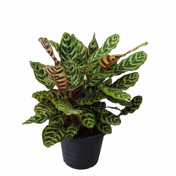 Calathea Makoyana (Cathedral Windows) Indoor Non-flowering plant