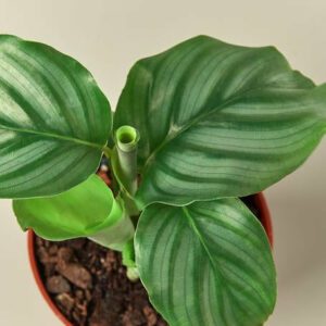 32.4calatheaorbifolia_455x455.jpg