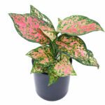 Aglaonema 'Red Valentine'  - Indoor Non-flowering plant