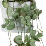 Ceropegia Woodii "Strings Of Hearts"- Indoor Non-flowering plant