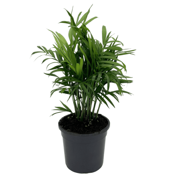 Chamaedorea Elegans "Parlor Palm"- Indoor Non-flowering plant