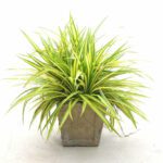 Chlorophytum Comosum Atlantic "Spider Plant" Indoor Non-flowering plant