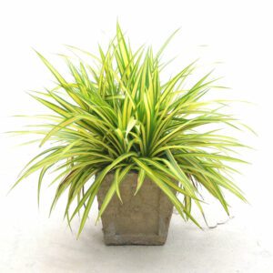 Chlorophytum Comosum Atlantic "Spider Plant" Indoor Non-flowering plant