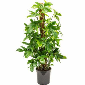 Philodendron "Pedatum" (Florida Beauty)- Indoor Non-flowering plant