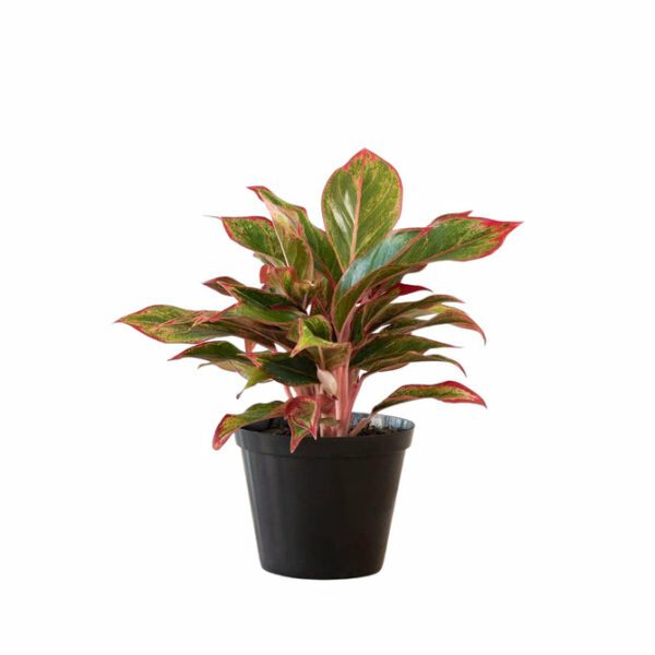 Aglaonema 'King of Siam' - Indoor Non-flowering plant