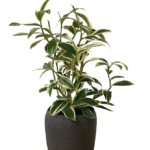 Costus Arabicus "Variegated Spiral Ginger" - Indoor Non-flowering plant