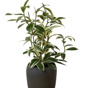 Costus Arabicus "Variegated Spiral Ginger" - Indoor Non-flowering plant